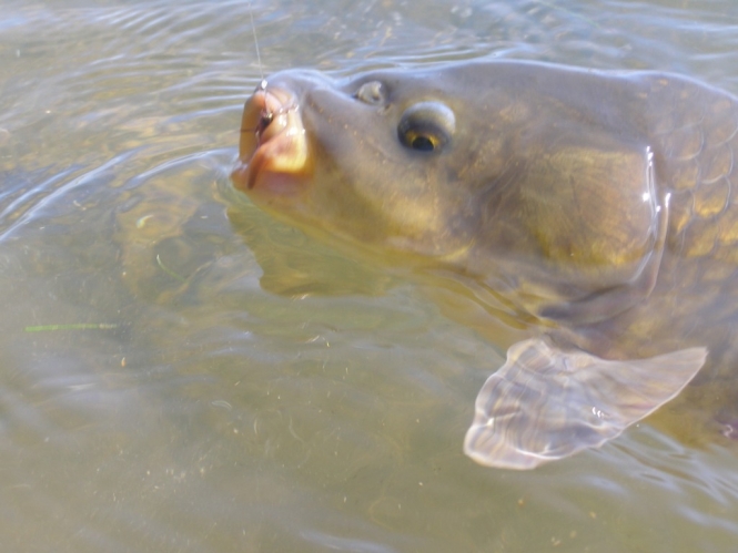 carpas vergel 018.jpg